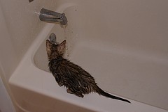Cat takeing a shower after water heater installation.